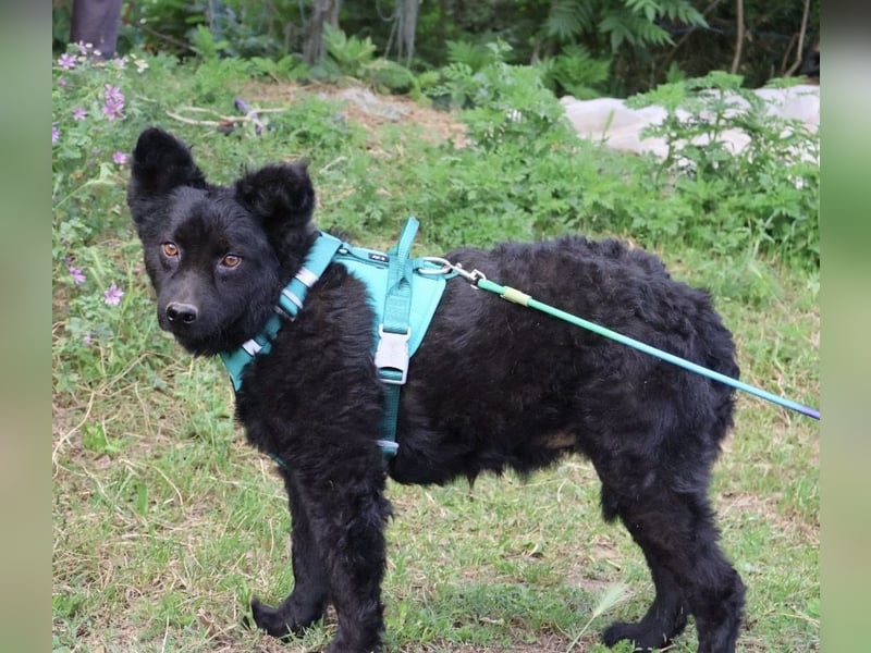 Lotto ein Seelenhund