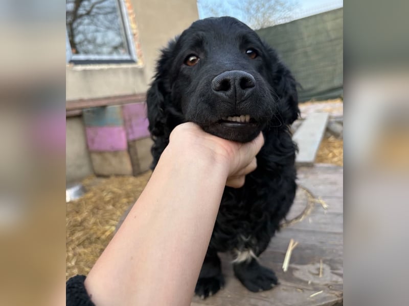 Capper ein Seelenhund