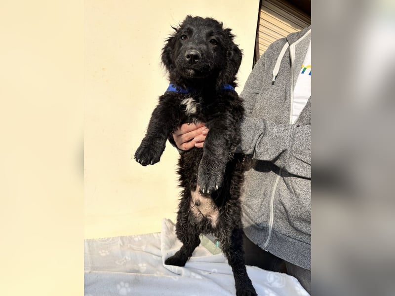 Fleki ein kleiner schwarzer Engel