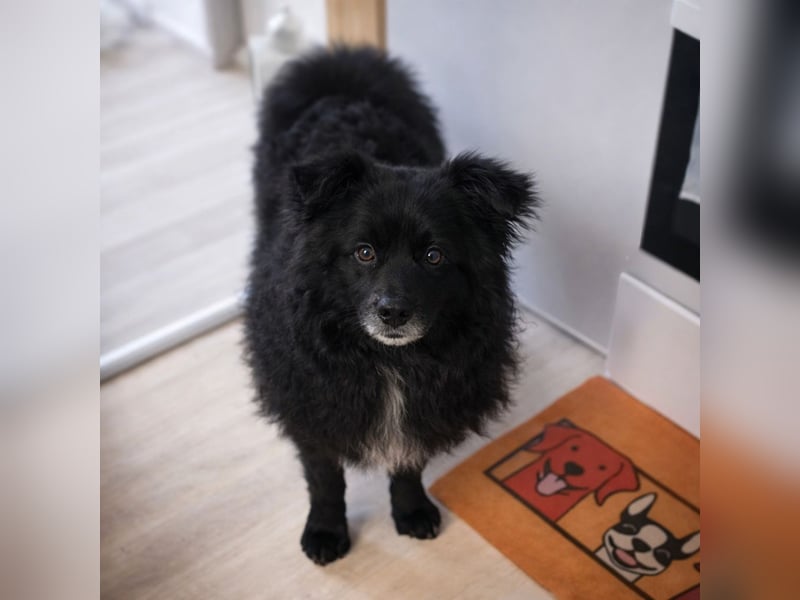 Annie ein Engel auf vier Pfoten