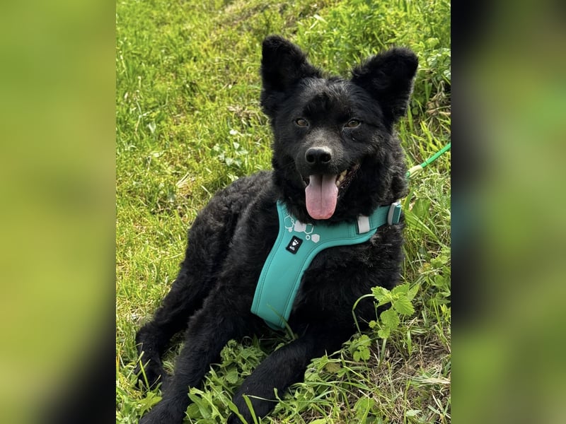 Lotto ein Seelenhund