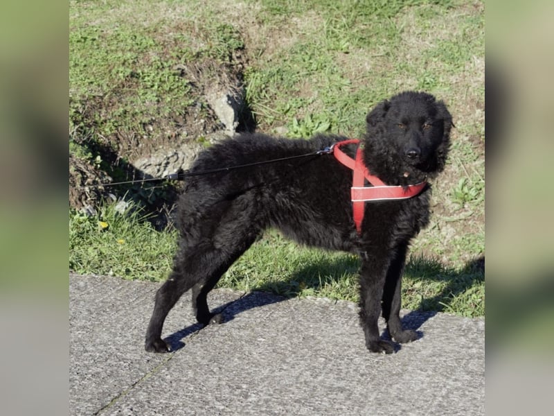 Kairo ein sanftmütiges Mädchen