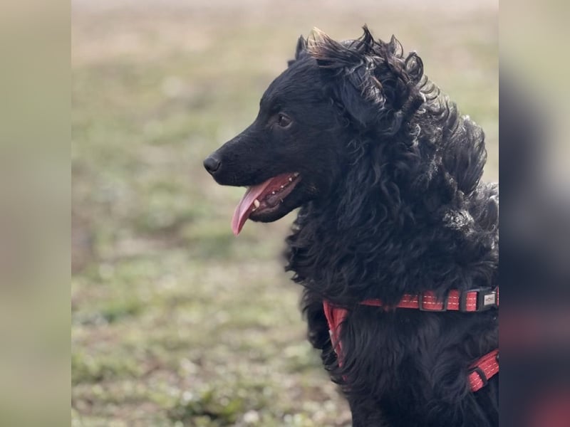 Asia die wundervolle fröhliche