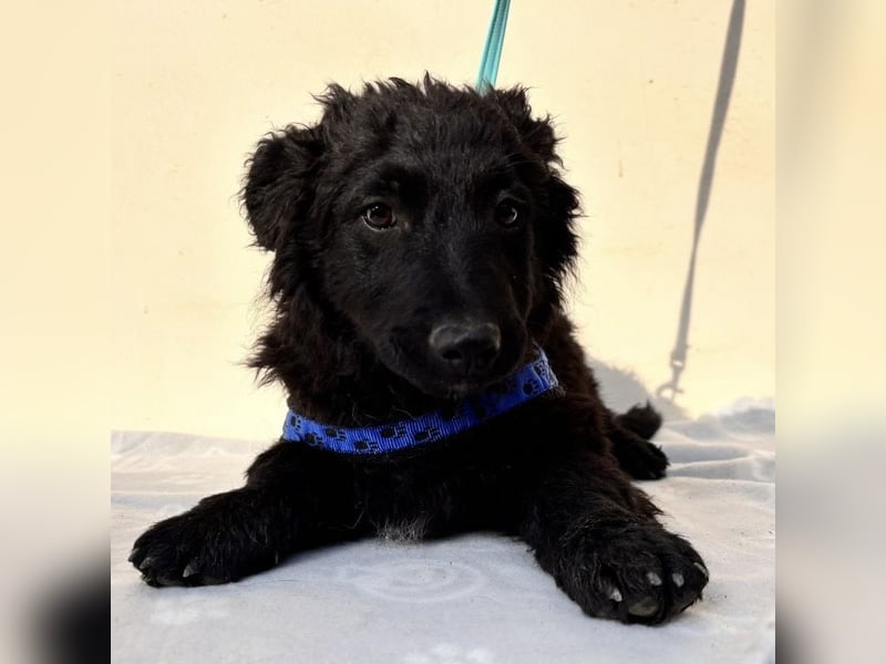 Fleki ein kleiner schwarzer Engel