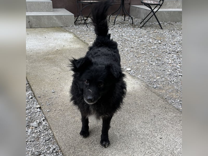 Annie ein Engel auf vier Pfoten