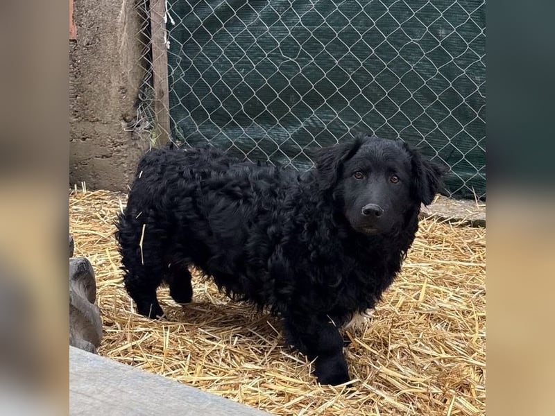 Capper ein Seelenhund