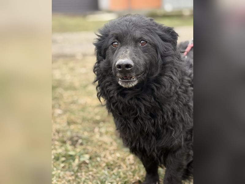 Lumpi ein lieber Schatz