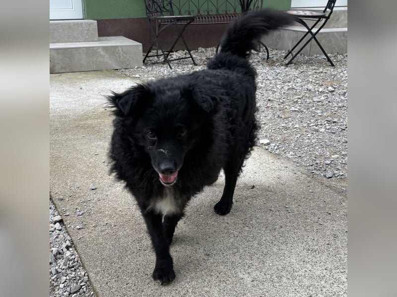 Annie ein Engel auf vier Pfoten