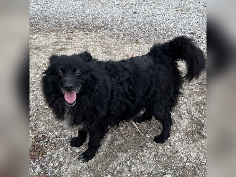 Annie ein Engel auf vier Pfoten