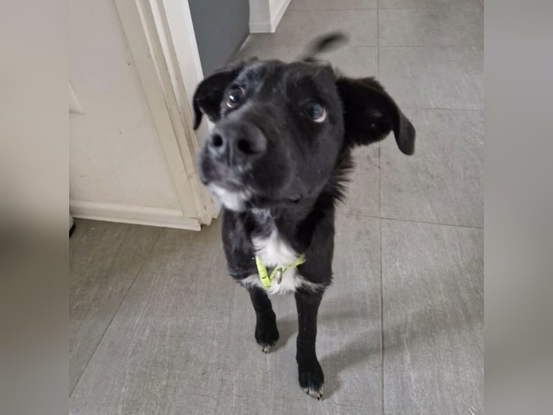 Tizzy ein Engel auf vier Pfoten