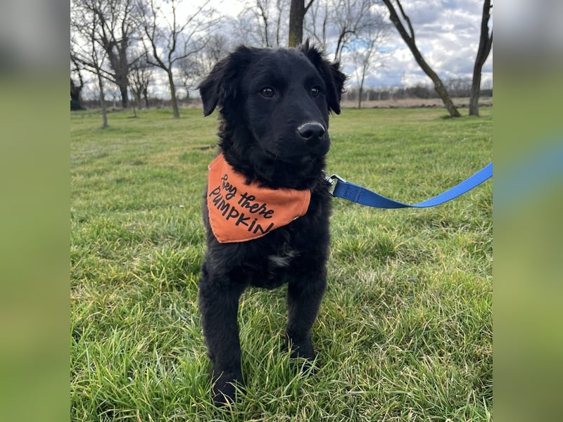 Leonien kleiner Schatz