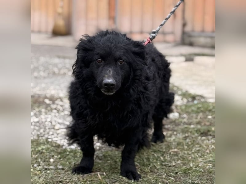 Lumpi ein lieber Schatz