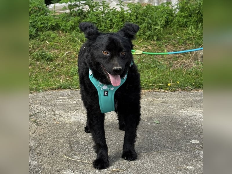 Lotto ein Seelenhund