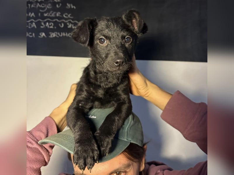 Peppa - typisch Welpe