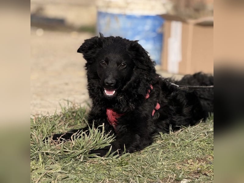 Asia die wundervolle fröhliche