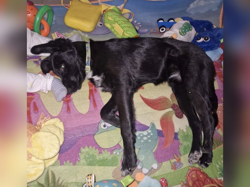 Tizzy ein Engel auf vier Pfoten