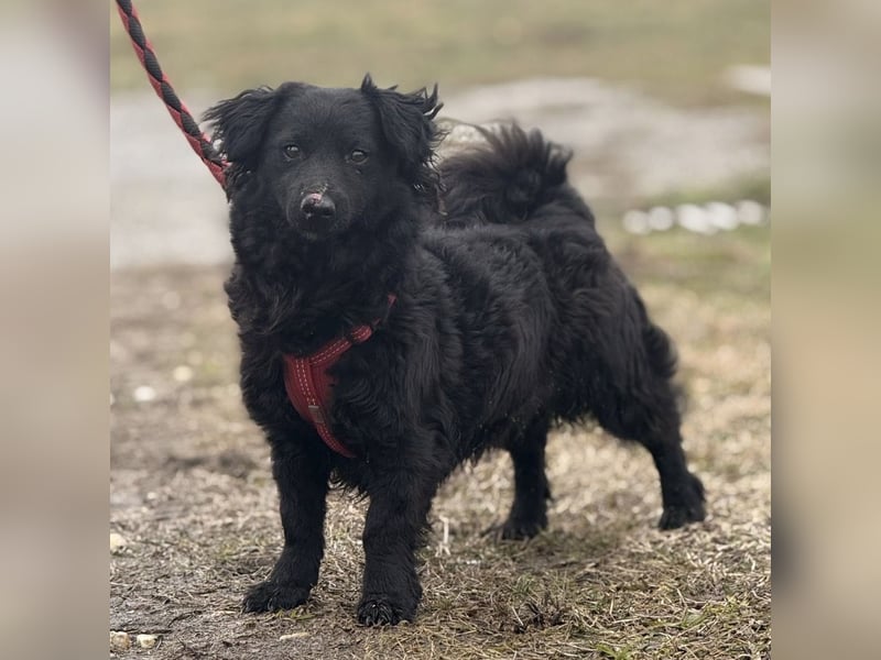 Willa eine kleine brave Hündin