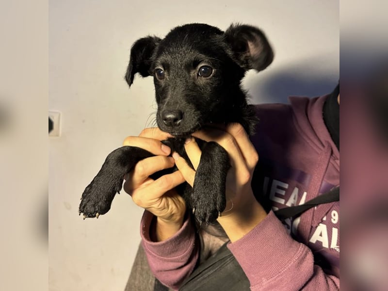 Peppa - typisch Welpe