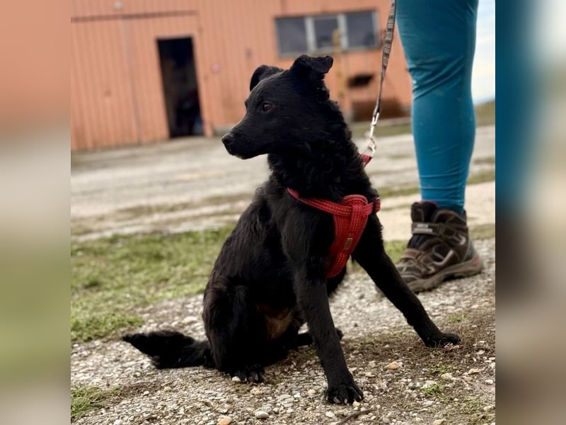 Aska ein verspieltes selbstbewusstes Mädchen