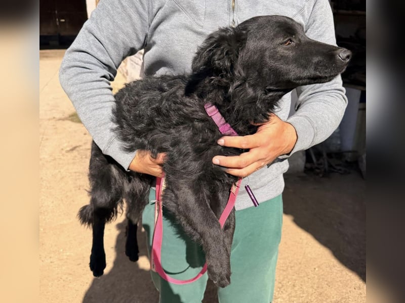 Vjera eine sehr sanfte unsichere kleine Hündin