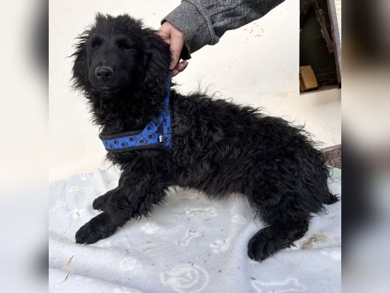 Seka eine kleine Prinzessin