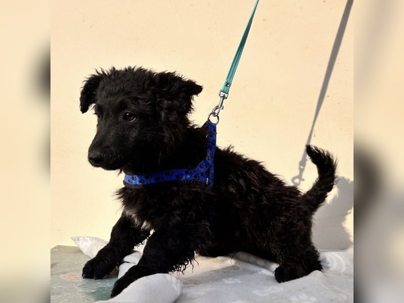 Fleki ein kleiner schwarzer Engel