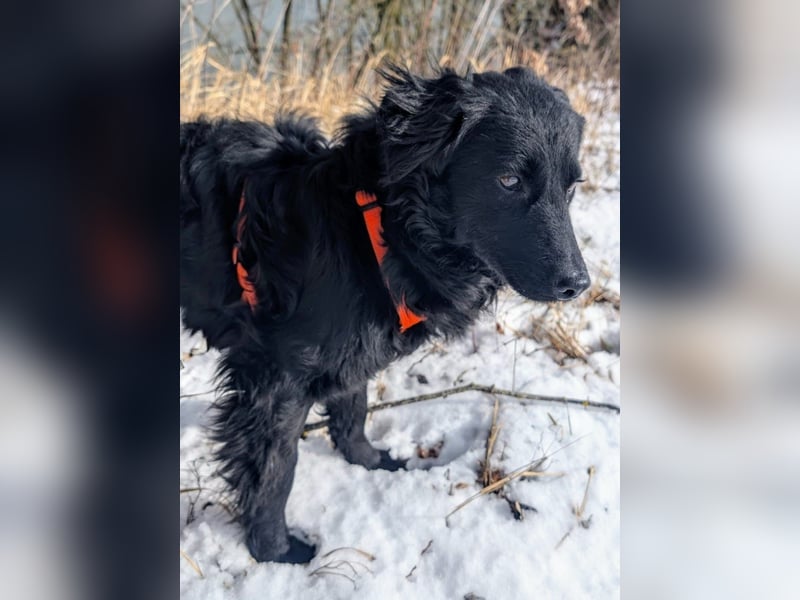 Zierliches Hütehundmischlingsmädchen Asia sucht liebevolles Zuhause