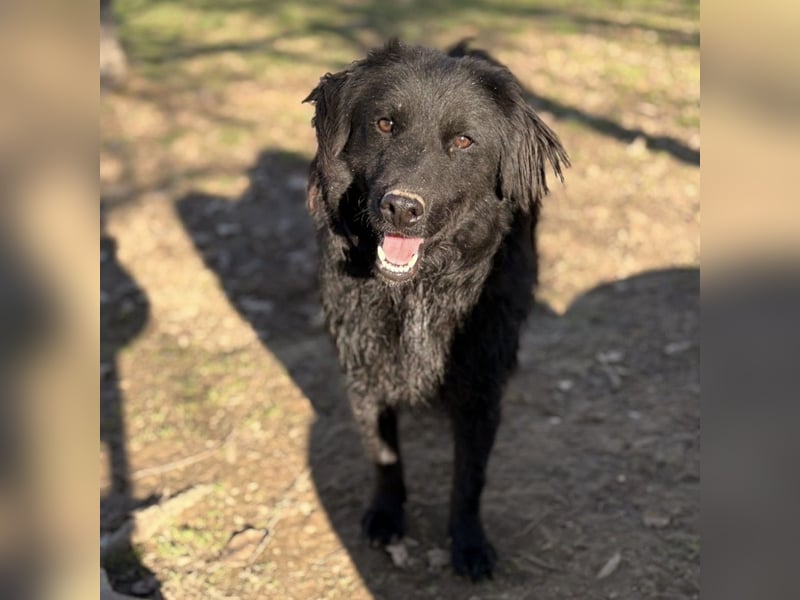Indy ein zarter Hundebub