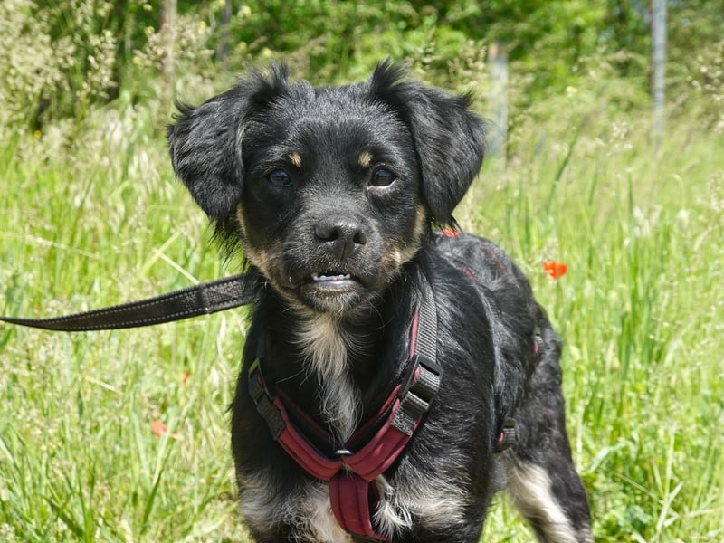 Fröhliche Tara sucht ihre Familie fürs Leben