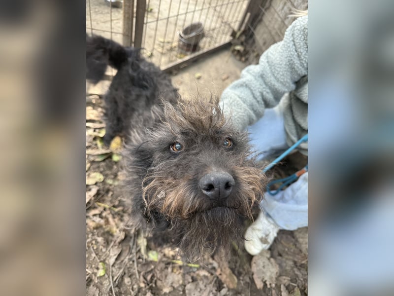 Beneth - so ein toller Hund sucht seine Menschen