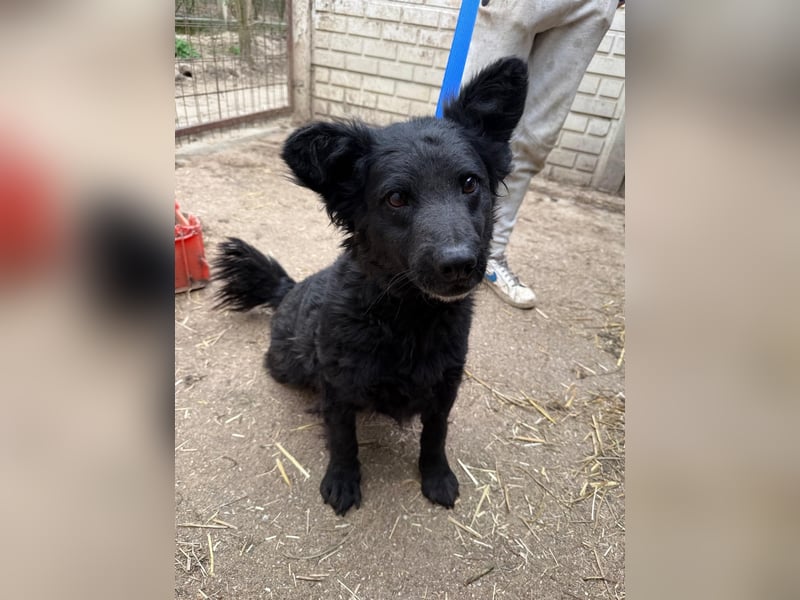 Füles wartet auf ihr großes Glück