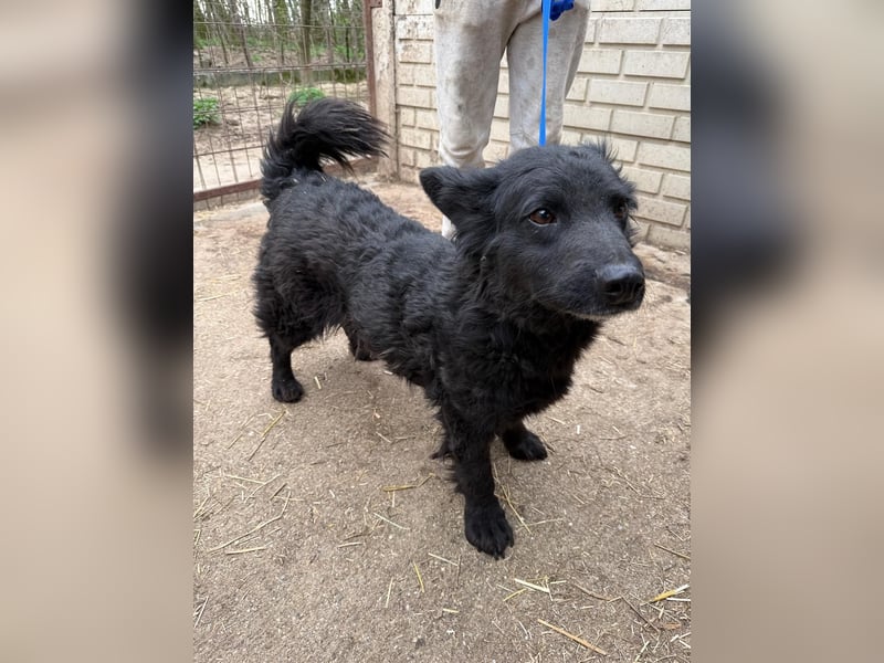 Füles wartet auf ihr großes Glück