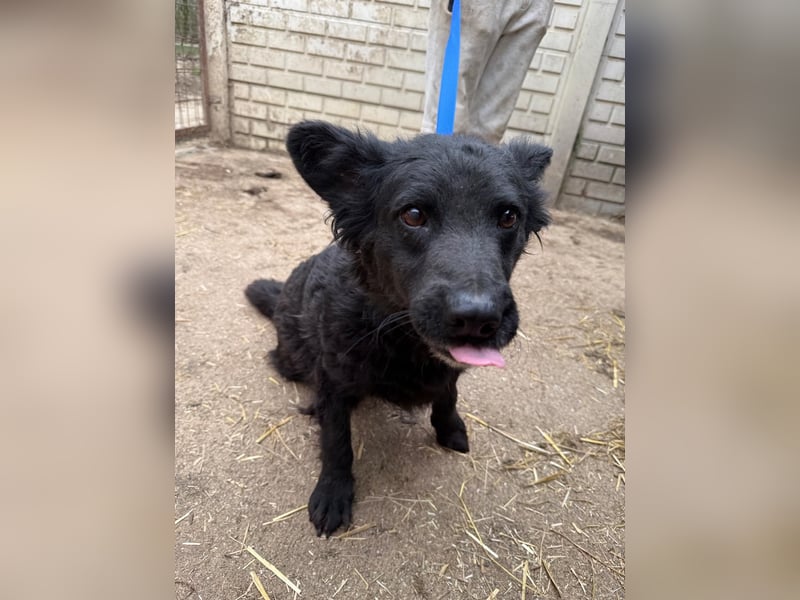 Füles wartet auf ihr großes Glück