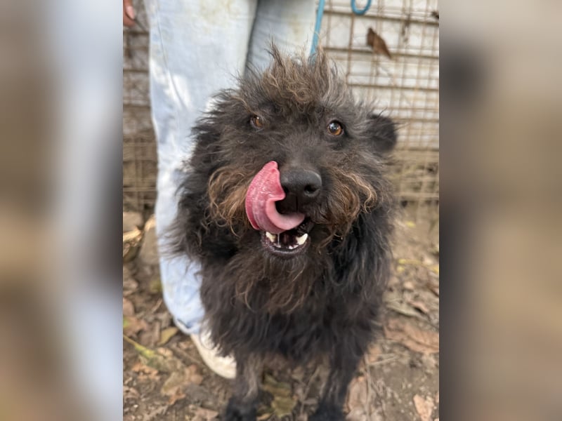 Beneth - so ein toller Hund sucht seine Menschen