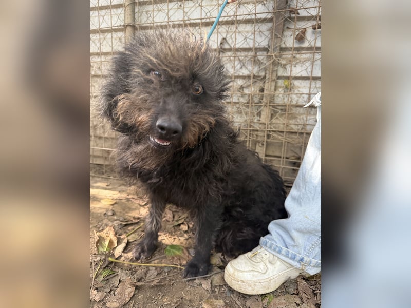 Beneth - so ein toller Hund sucht seine Menschen