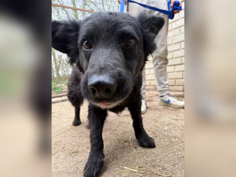 Füles wartet auf ihr großes Glück