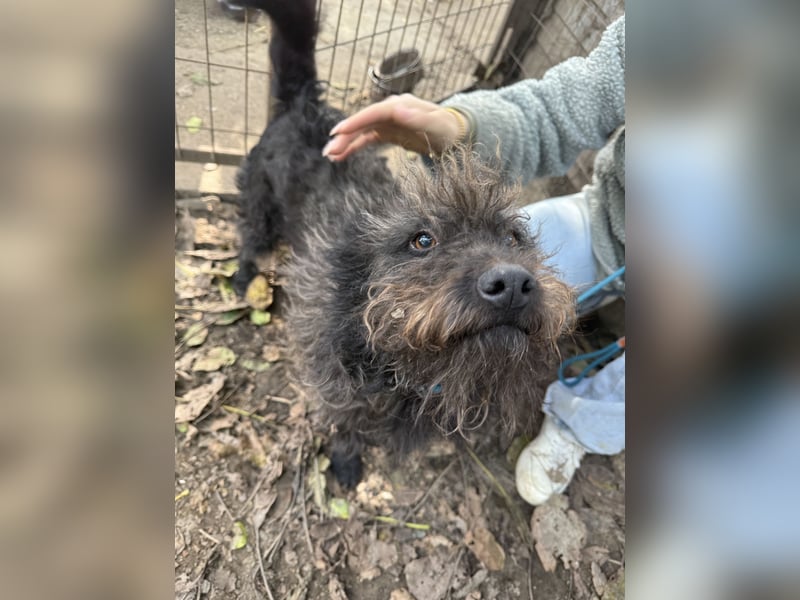 Beneth - so ein toller Hund sucht seine Menschen