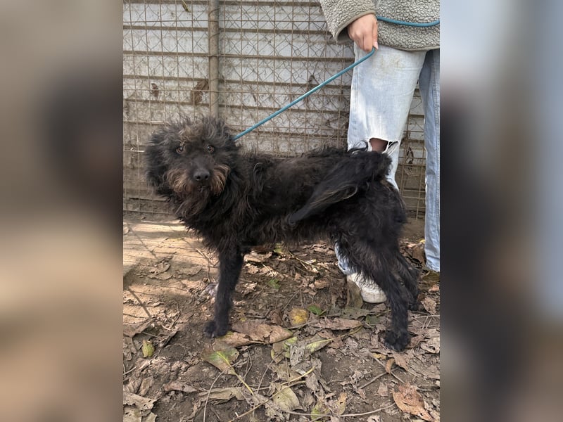 Beneth - so ein toller Hund sucht seine Menschen