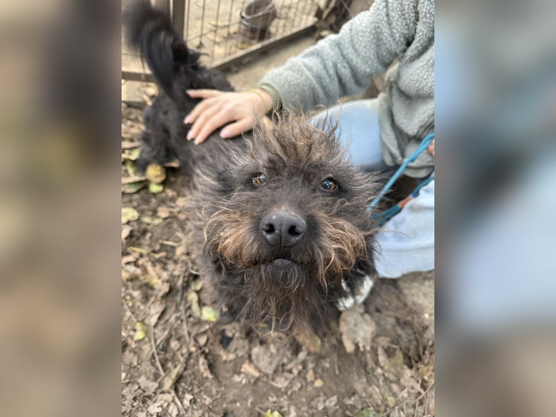 Beneth - so ein toller Hund sucht seine Menschen