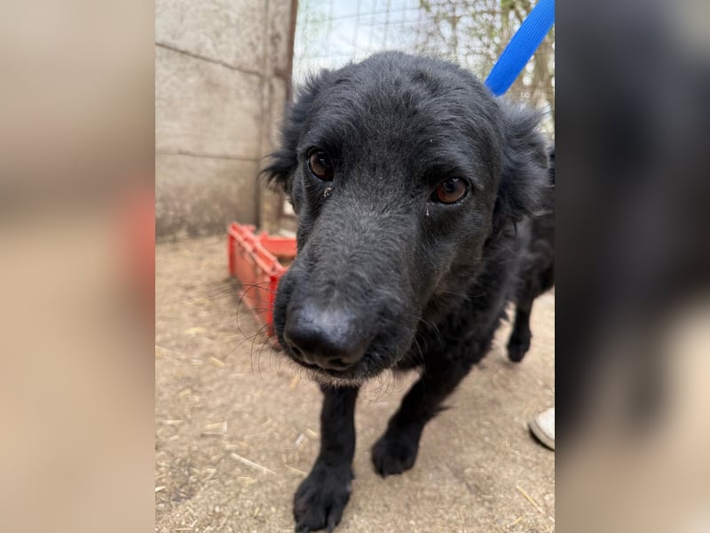 Füles hat einen Traum