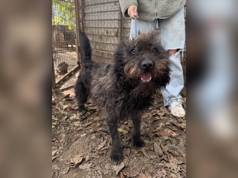 Beneth - so ein toller Hund sucht seine Menschen