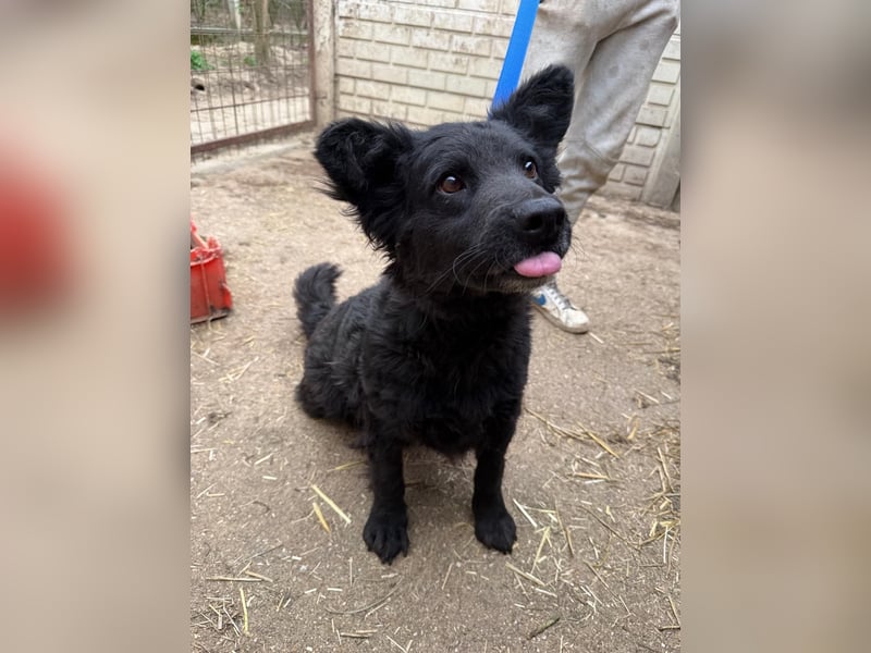 Füles hat einen Traum