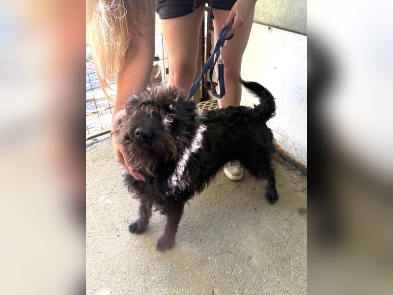 Beneth - so ein toller Hund sucht seine Menschen