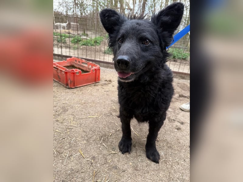 Füles hat einen Traum