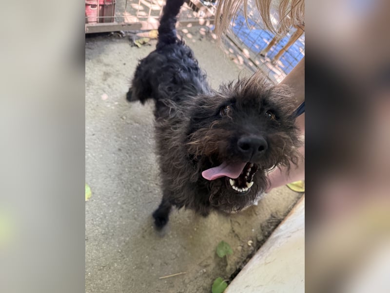 Beneth - so ein toller Hund sucht seine Menschen