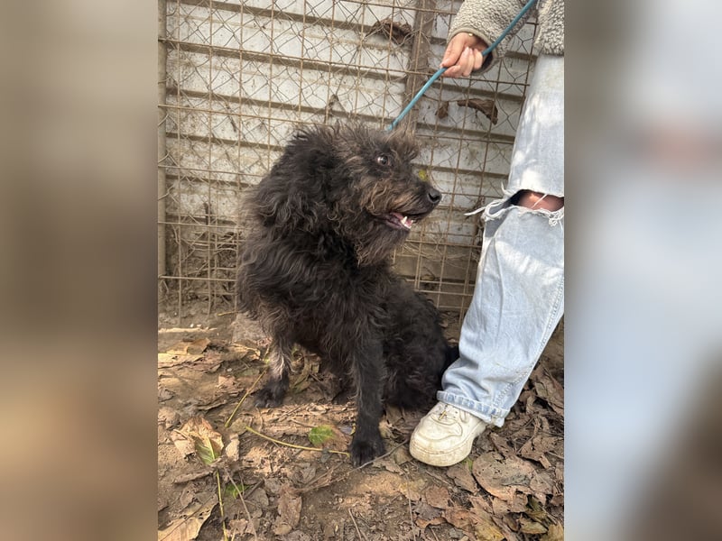 Beneth - so ein toller Hund sucht seine Menschen
