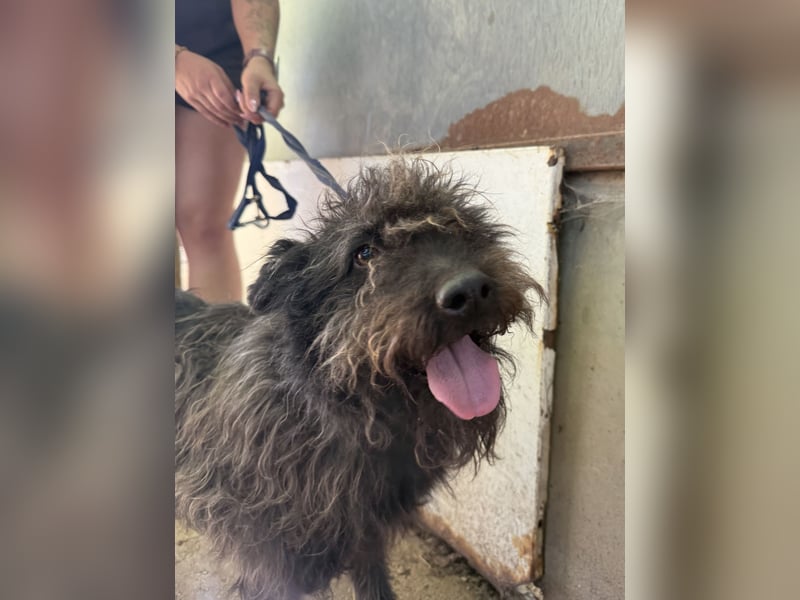 Beneth - so ein toller Hund sucht seine Menschen