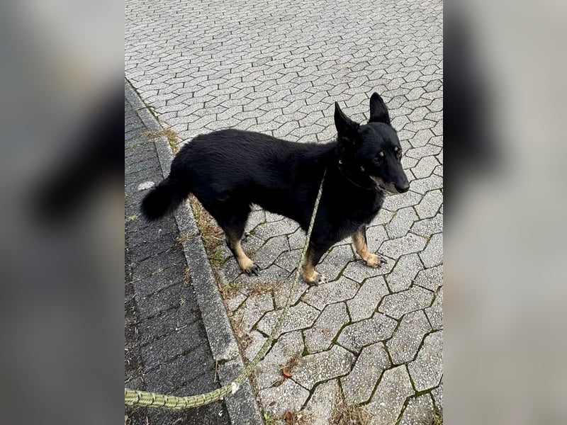 Toller Familienhund Armold bereits in Deutschland