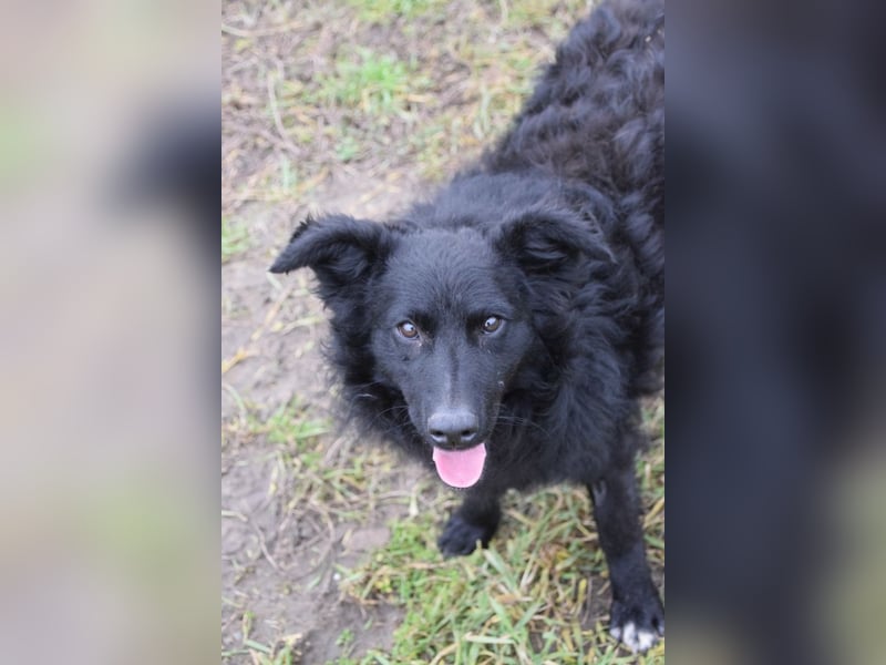 Gunnar - sehr netter Rüde, der es genießt gestreichelt zu werden