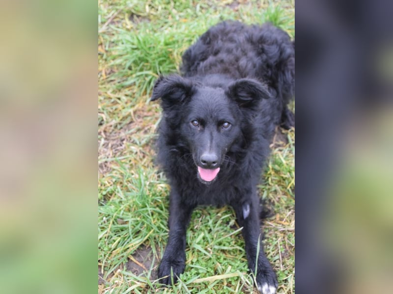 Gunnar - sehr netter Rüde, der es genießt gestreichelt zu werden